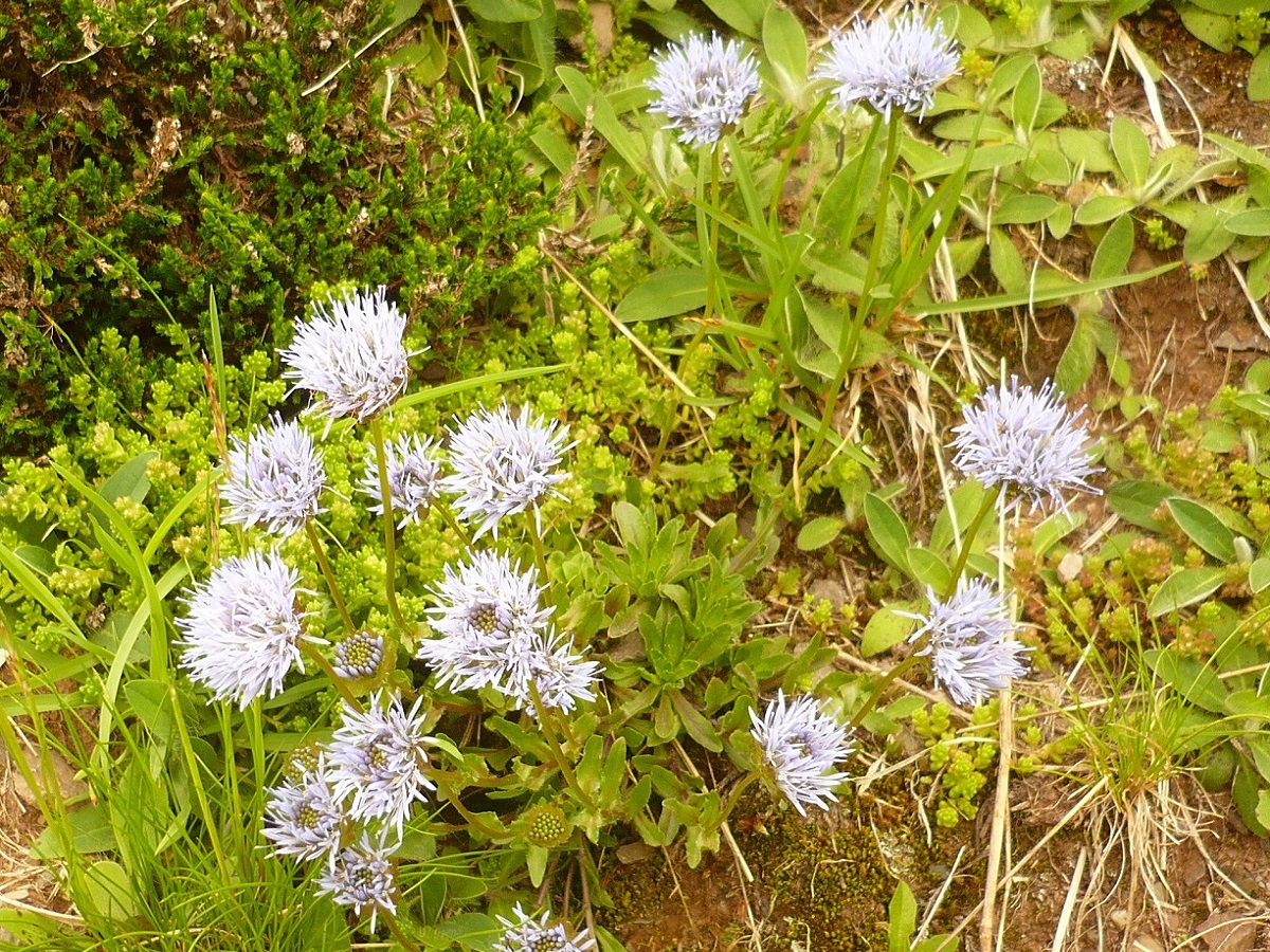 Jasione laevis (Campanulaceae)